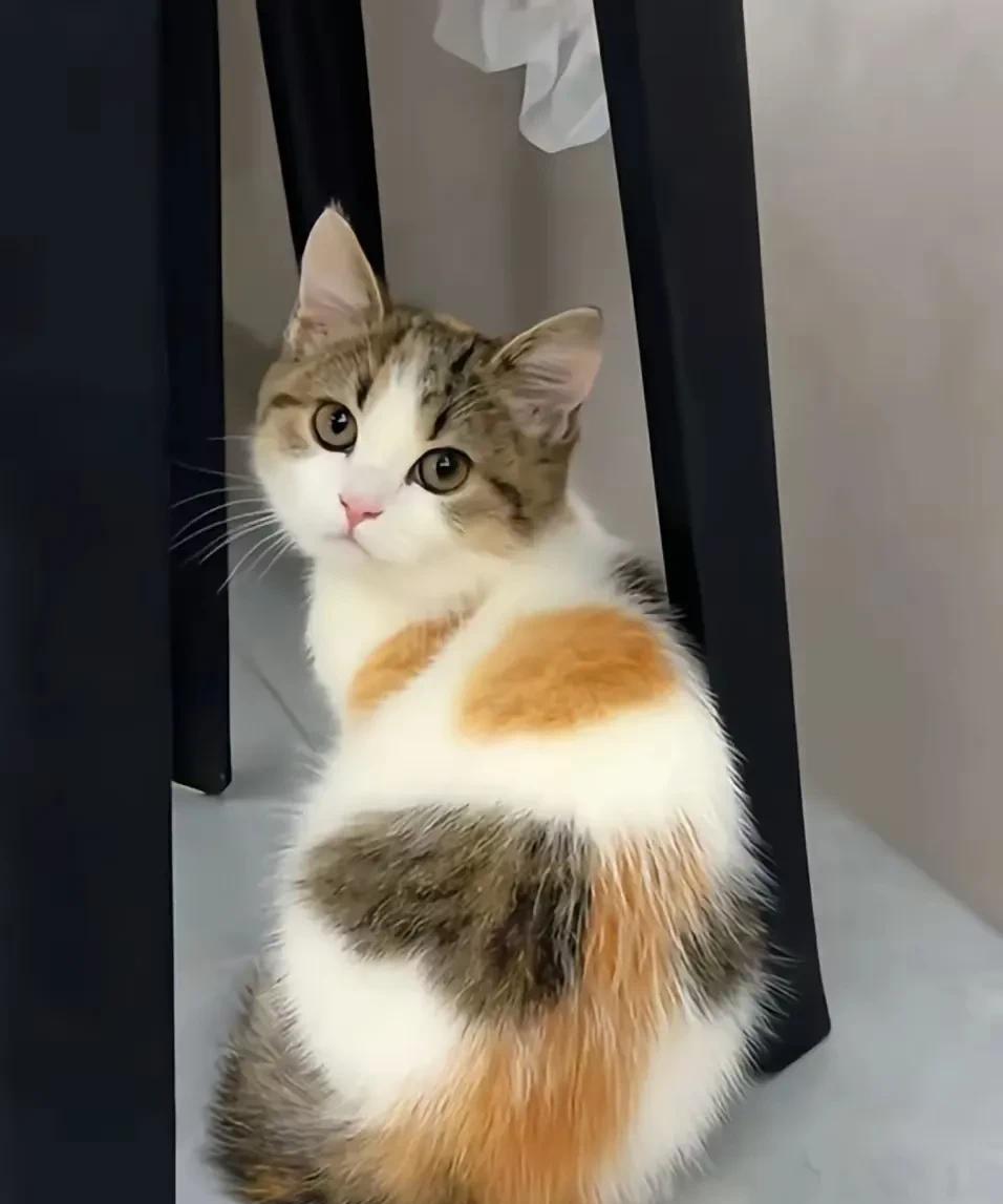 这是我网上和现实中见过最有颜值的狸花猫。长相漂亮温顺可爱，毛发干净顺畅。色泽光亮