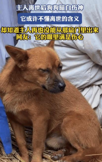 “彻底解释不清了！”山西一老人去世，哀乐一响，家里的狗狗找个角落低下头暗自伤神，