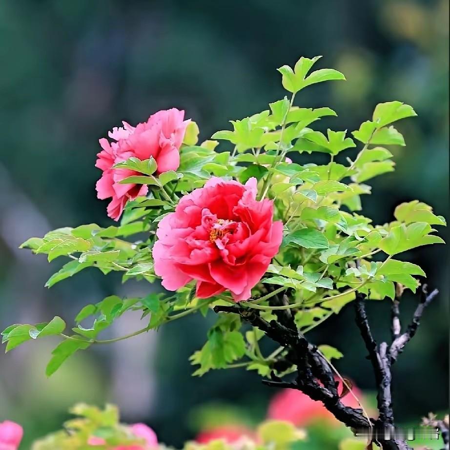 快速入睡妙招：10分钟安神法一、先把身体“骗”进困意1. 478呼吸