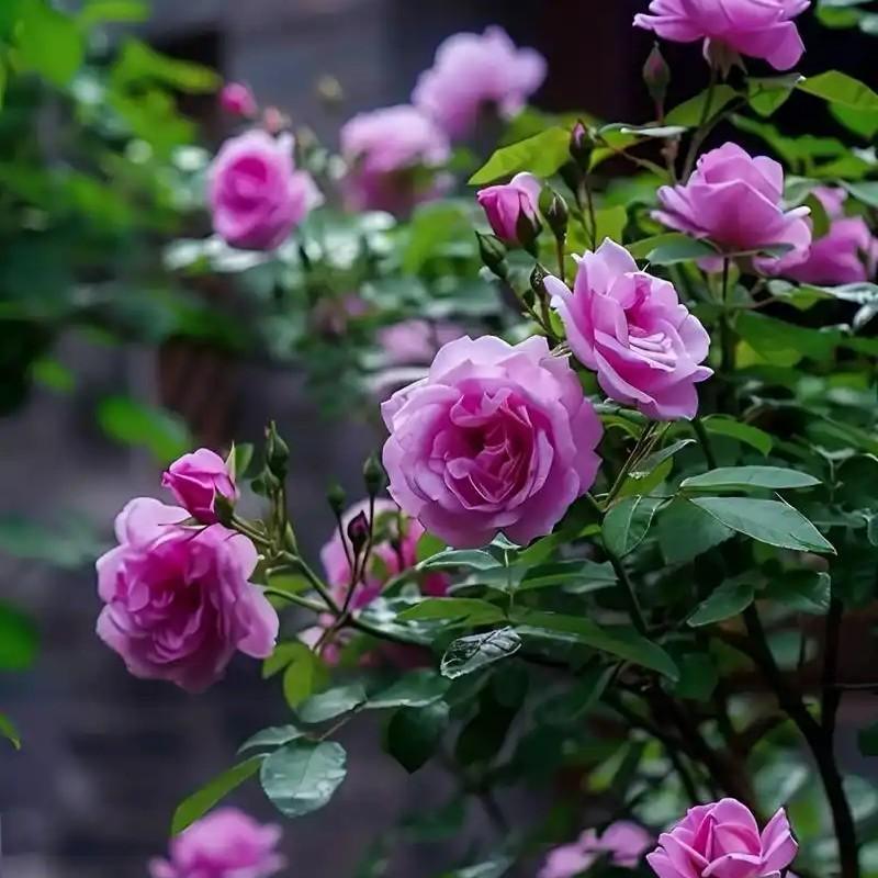 养生保健须知：德国有位医生说过：运动可以代替所有的药物，而所有的药物都不能代替运