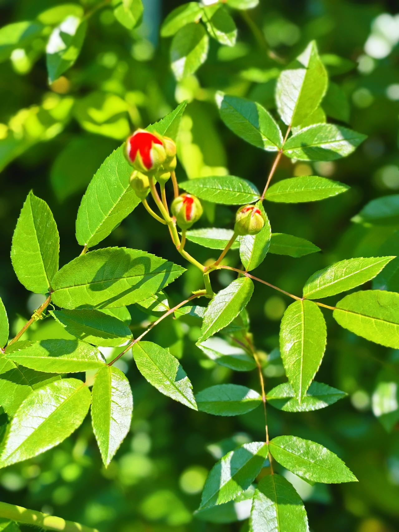 风一吹，有些事，就和花骨朵一样，悄悄想开了。被生活，压扁的情绪，也