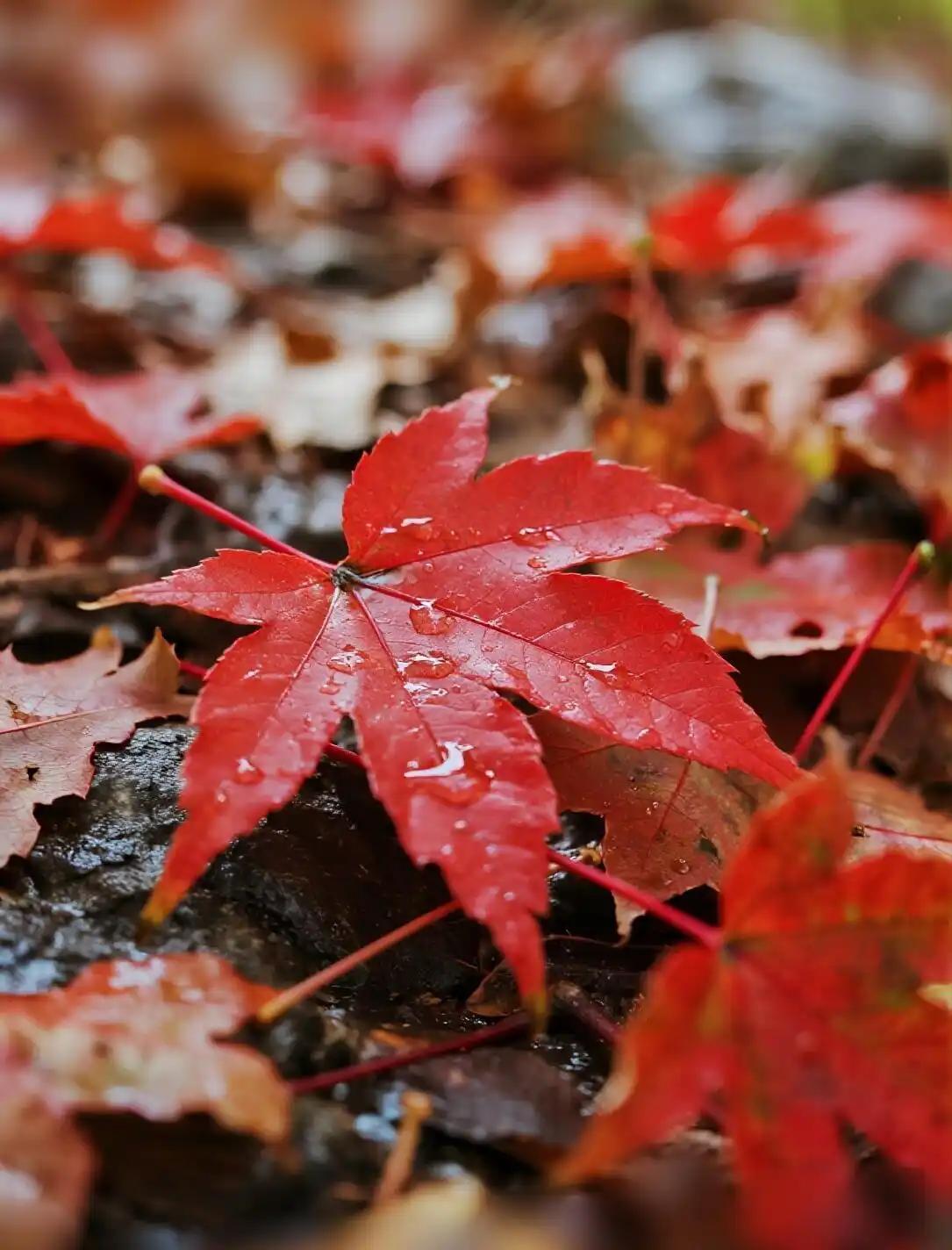 下联：秋雨缠绵醉红枫。