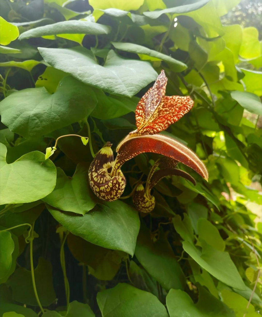 ～365植物心语～🌿✨📅0️⃣8️⃣月0️⃣5️⃣日今日植物：麻雀花（鹦