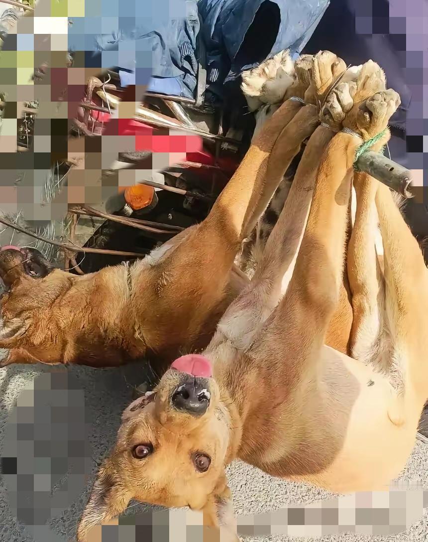 有些牵挂从不是单向的，就像邻居大叔和他那两条大黄狗。大叔刚下