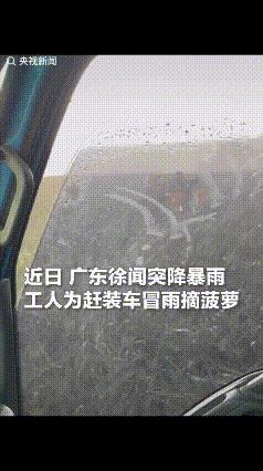 “被央视点赞了！”近日，广东徐闻突降暴雨，一菠萝田里，工人还在为了装车而抢收，这