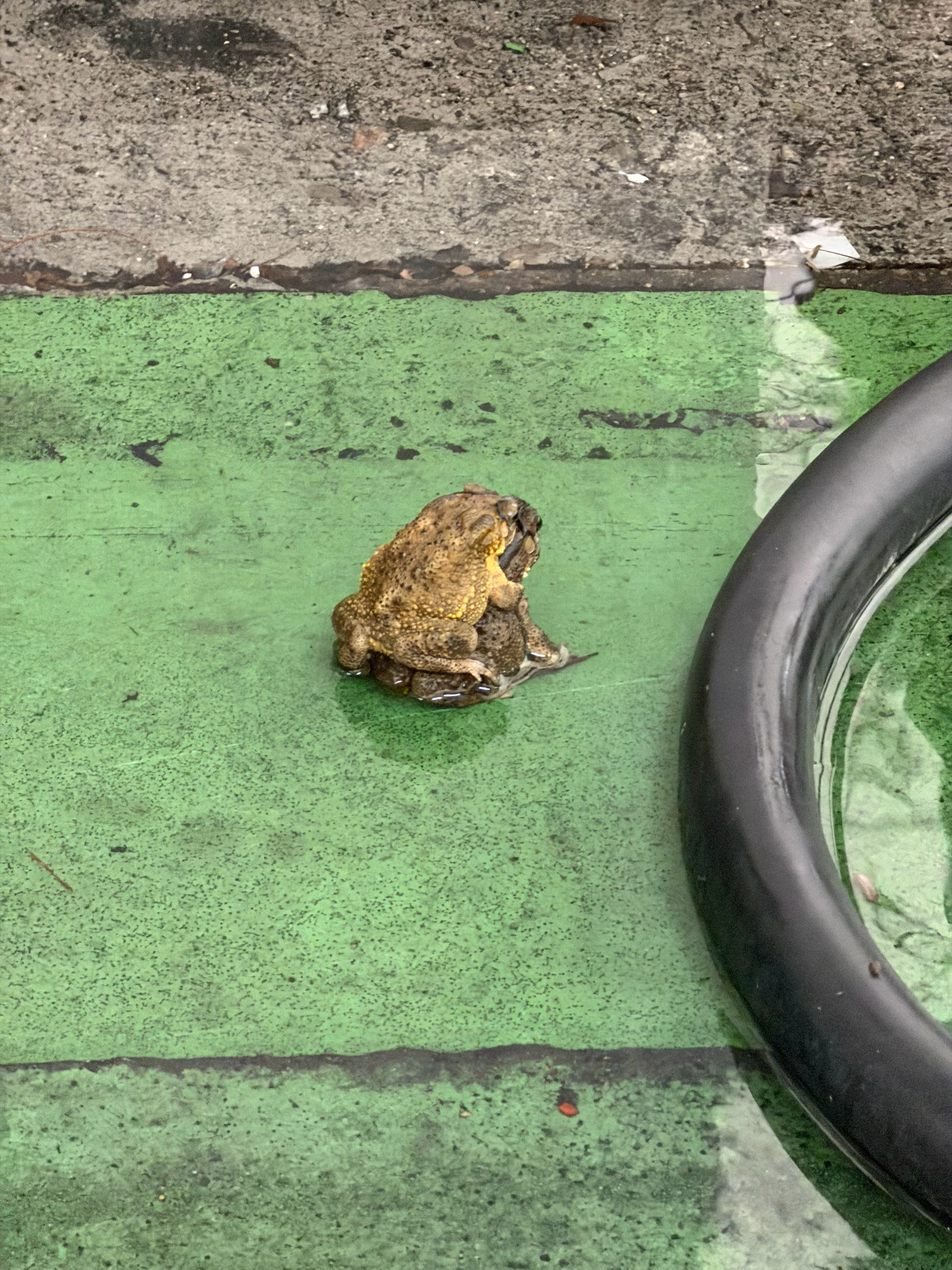 暴雨天拍到的奇怪小动物