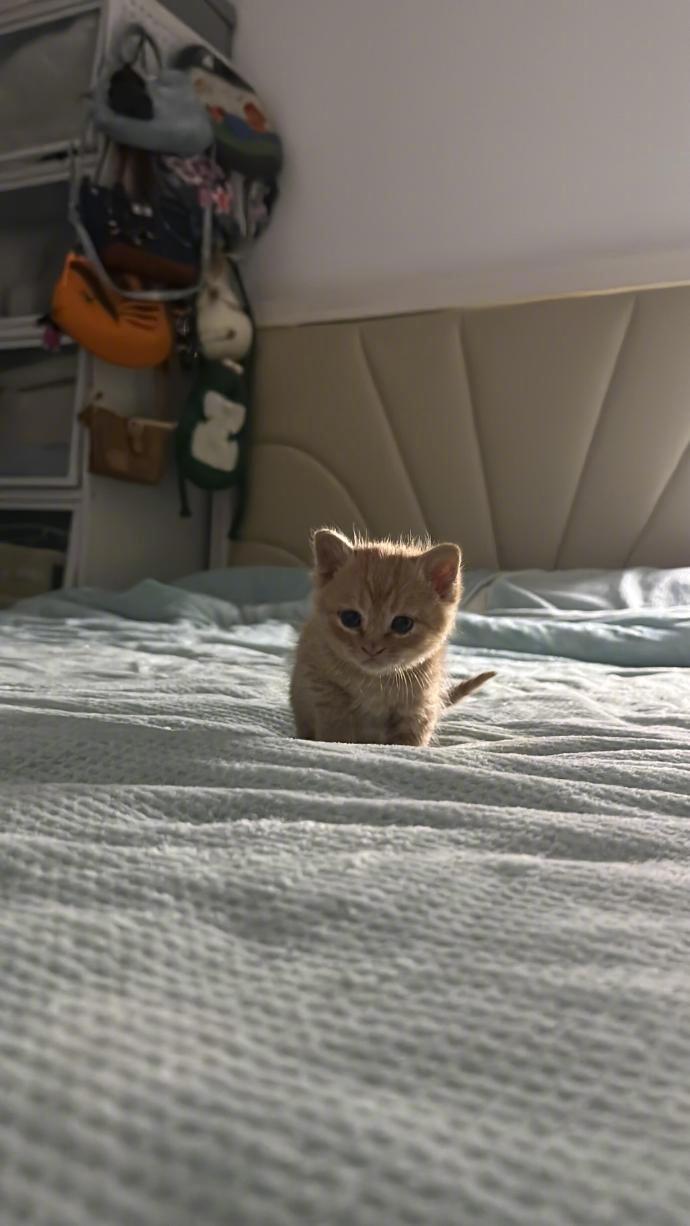 小小咪在大大的床...