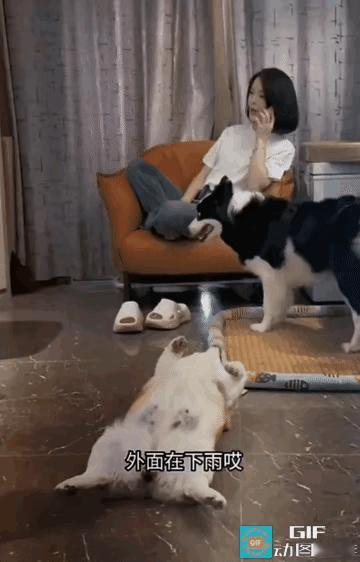 狗狗能听懂人话，就是不会说话，不信你看。边牧最聪明，众所周知，有句话说边牧是边