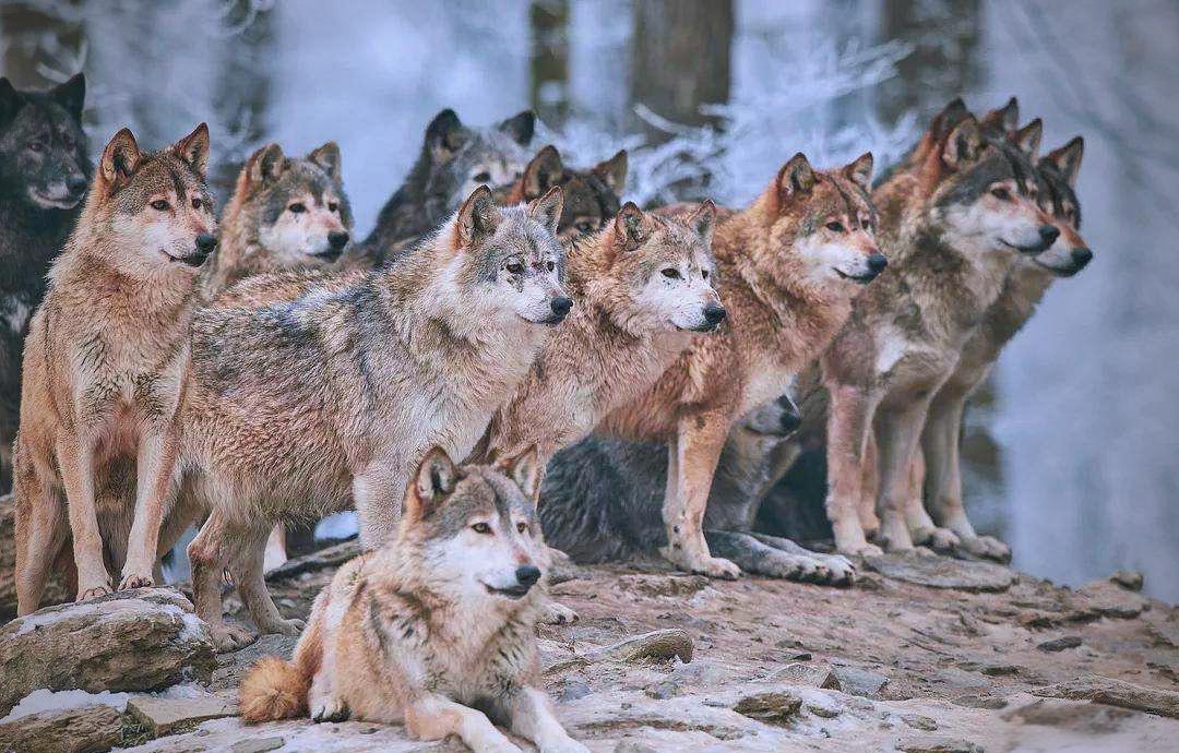 狼群中只有狼王有交配权，这是狼这个族群最大的规矩，也是几百万年进化出来的生存法则