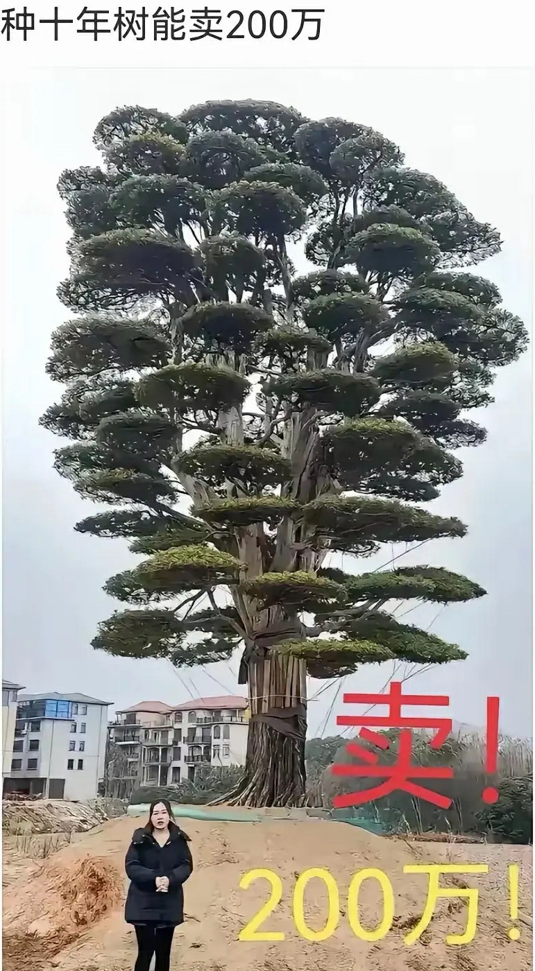 这在日本起码封个园艺仙人。