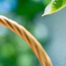 樱桃的种植方法一、种子种植：将果核清洗干净放在阴凉处晾干再播种。播种时直接将种