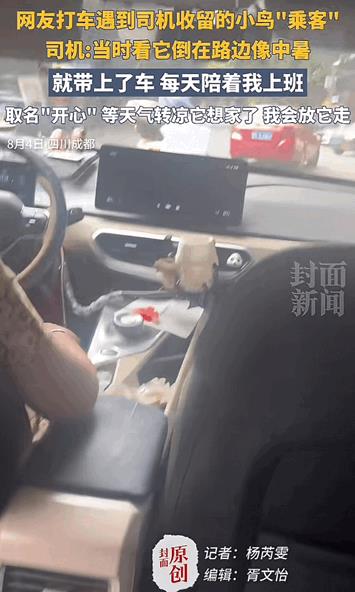 万物皆有灵性！四川成都，女子打车遇到司机师傅把收留的小鸟一直带在出租车上，司机在