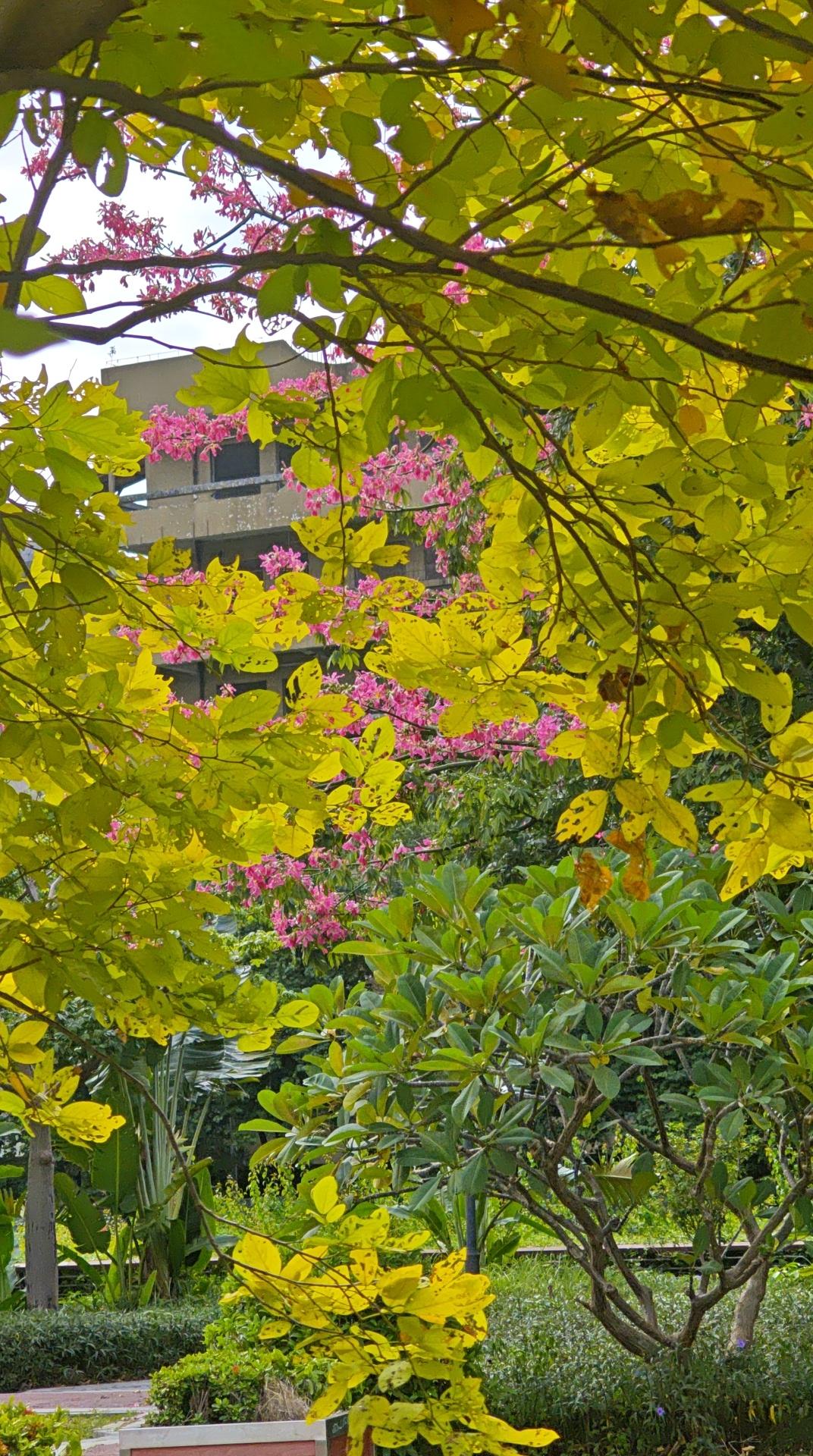 在深圳，发现这样一片秋景，是很不容易的。这是宝安区的一个社区公园，绽放的鲜花，飘