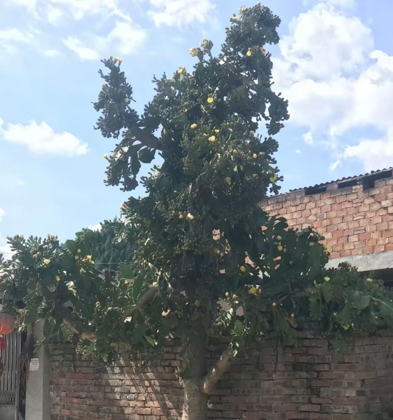 这是仙人掌吗