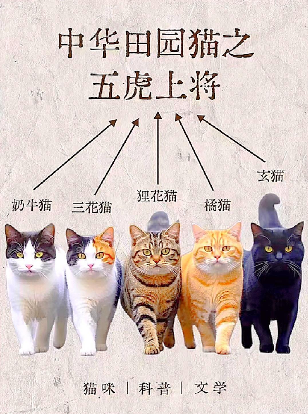 种花家🇨🇳的小动物-猫咪🐱。图文里面展示的是种花家的猫界五虎上将...