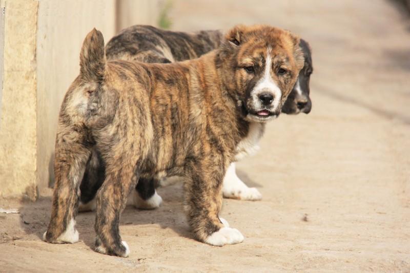 中亚牧羊犬是一种怎么样的警犬呢, 一起走近它吧