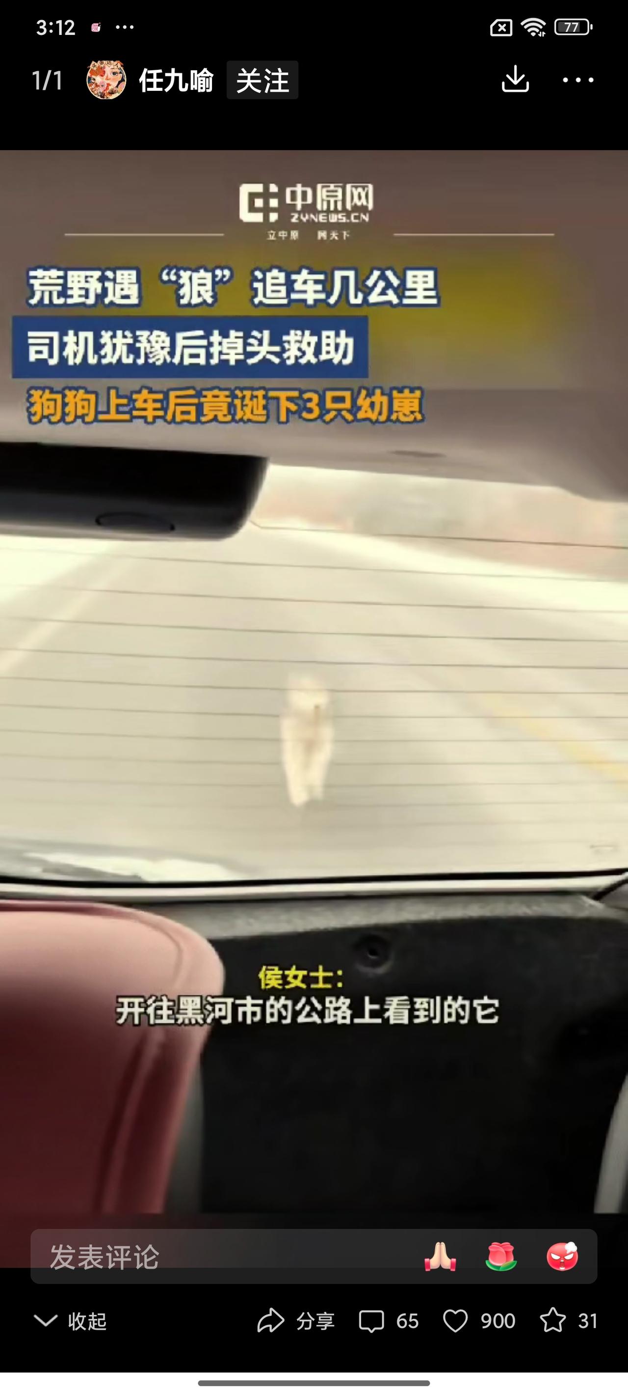 泪目了，黑龙江，女子开车偶遇一只流浪狗追车，追了好几公里都不肯停，女子心软掉头接