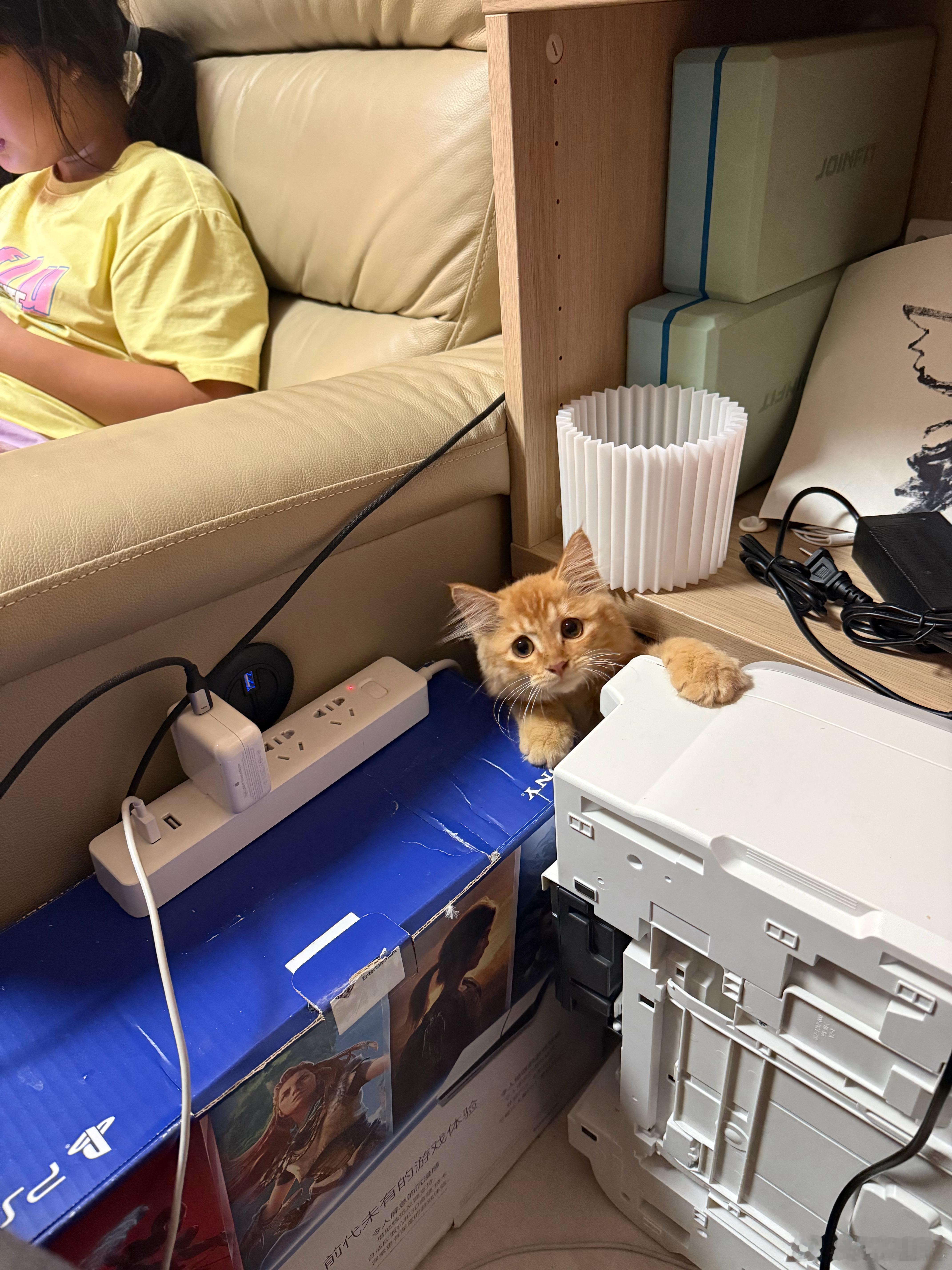 还好，三天没回家，猫还活着，没拆家！就是猫粮差不多吃完了，橘猫果然能吃！​​​