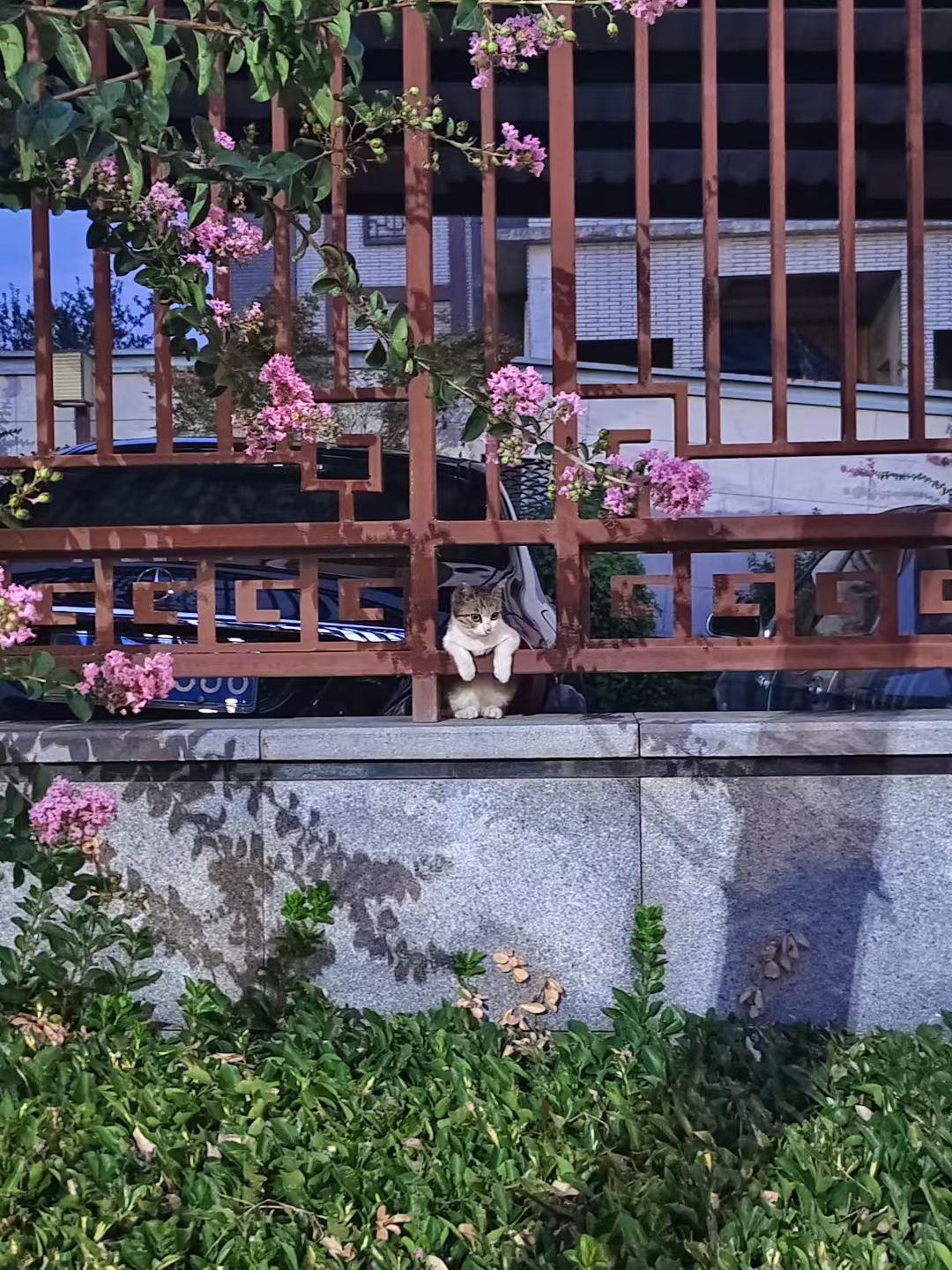 猫咪悠闲舒适的生活