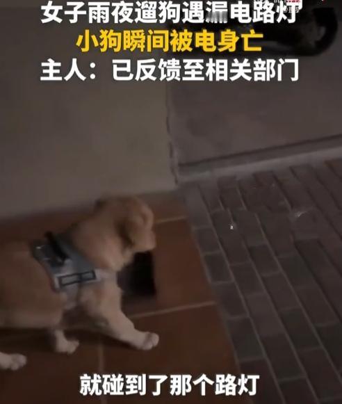 雨夜那声惨叫，刺痛了谁的心？雨夜里传来的那声凄厉惨叫，击碎的不仅是一个温情的