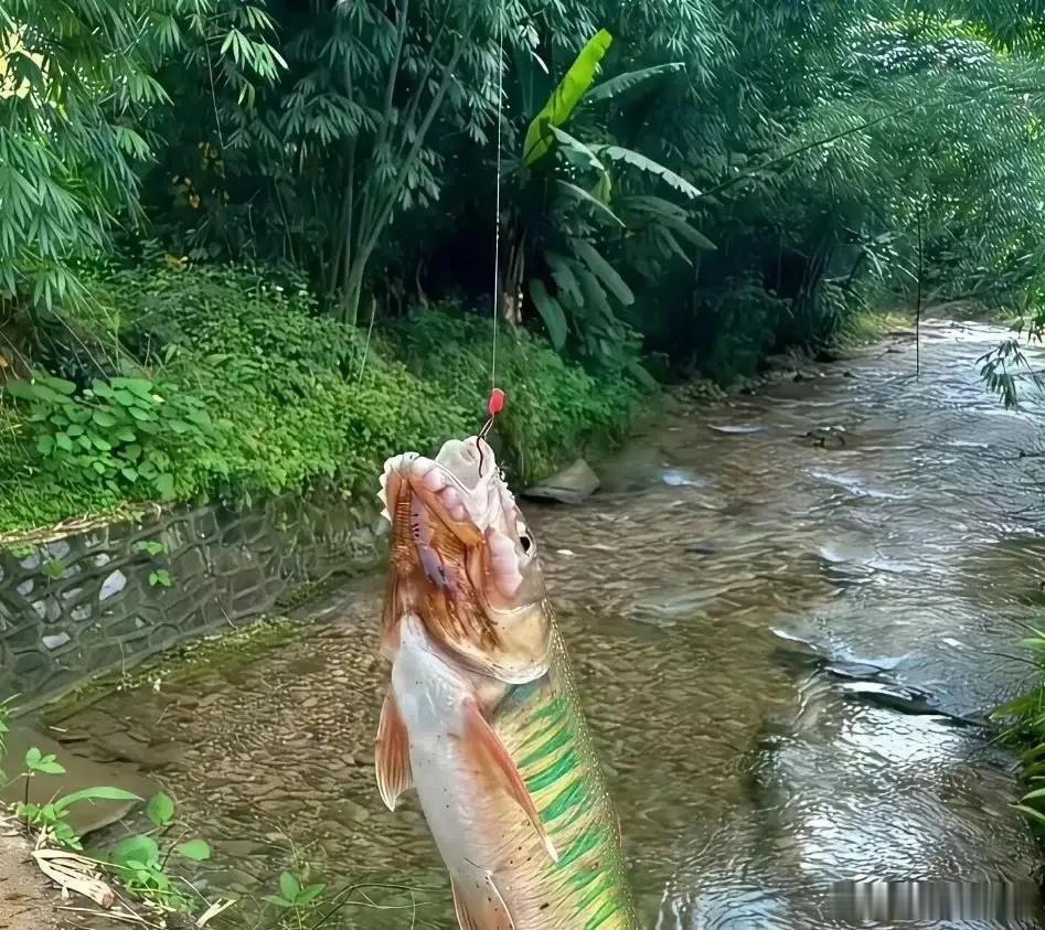 河里钓的，不知道什么鱼​​​