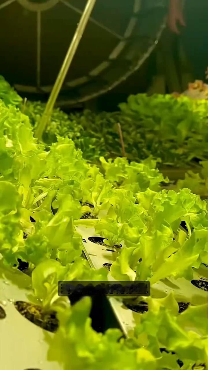 圆筒无土种菜。你敢信吗？现在种菜竟然连土地都不用，只要把蔬菜放进这种旋转圆筒，