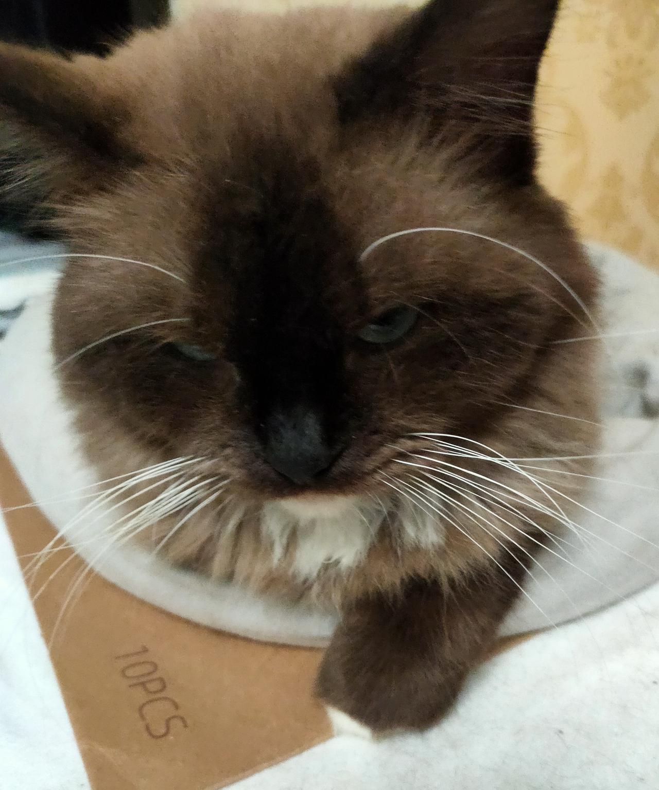 有没人喜欢，不想养了。以前本来不喜欢养猫，但拗不过家中孩子要养，还是收养了它。