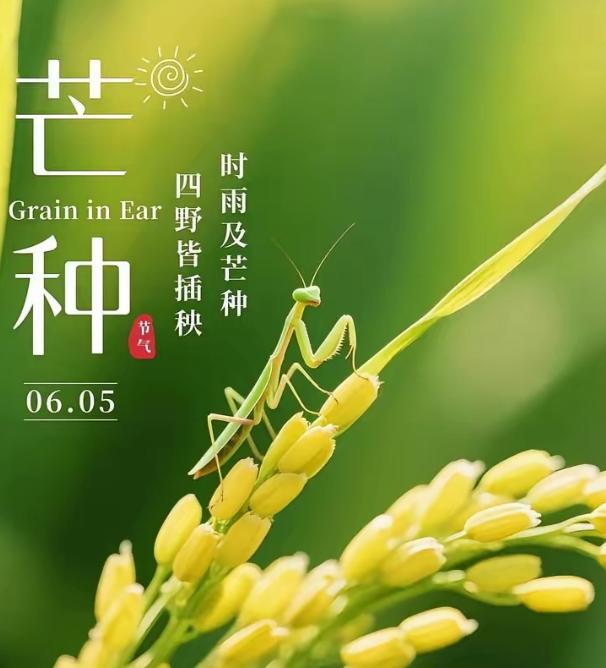 芒种，老话"芒种不过午，三伏棉衣捂"，今年芒种过午了吗？三伏天期间到底热不热呢？