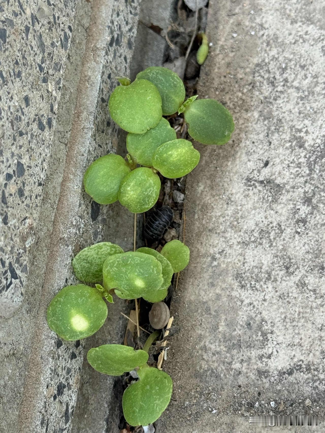 去年种的指甲草茂密呀。枝繁叶茂，花开花落，长了不少果实。没想到今年掉的砖缝里的