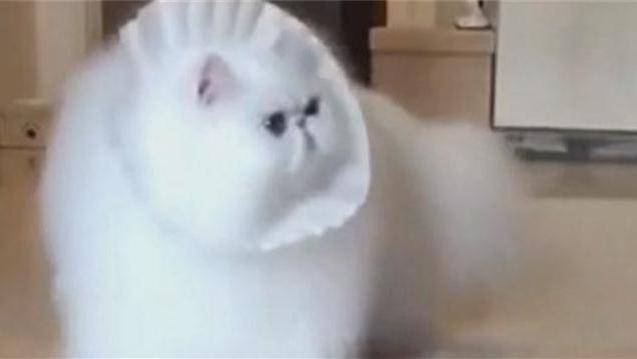 14344643966116599695.jpg?id=0