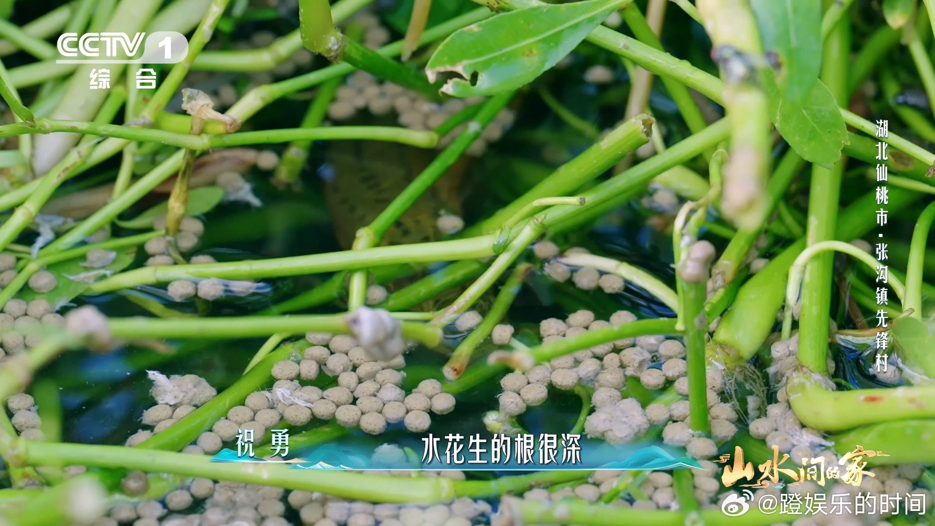 这不是抹茶蛋糕这是黄鳝的家中国乡村藏着巨型几何图案水花生为黄鳝提供天然庇护，整