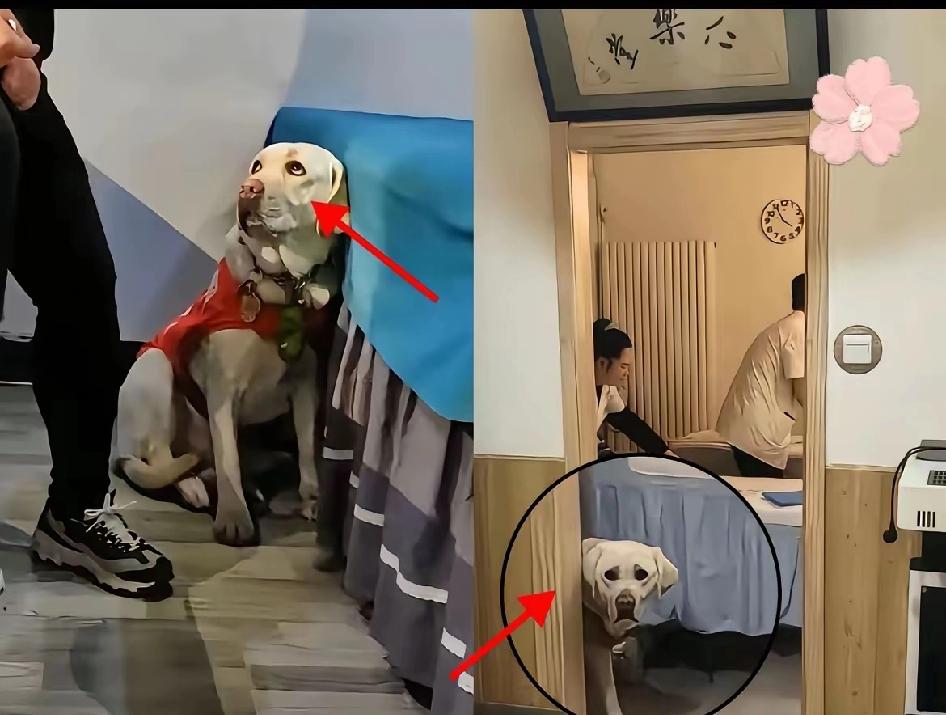 导盲犬芬迪又有新消息了。看到了一个视频，芬迪的确是被基地接走了，而且当芬迪看到