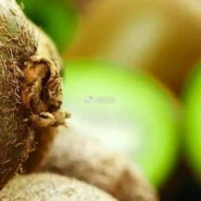 猕猴桃的种植方法一、种植地猕猴桃喜欢生活在凉爽的环境中，生长需要充足的光照，害怕
