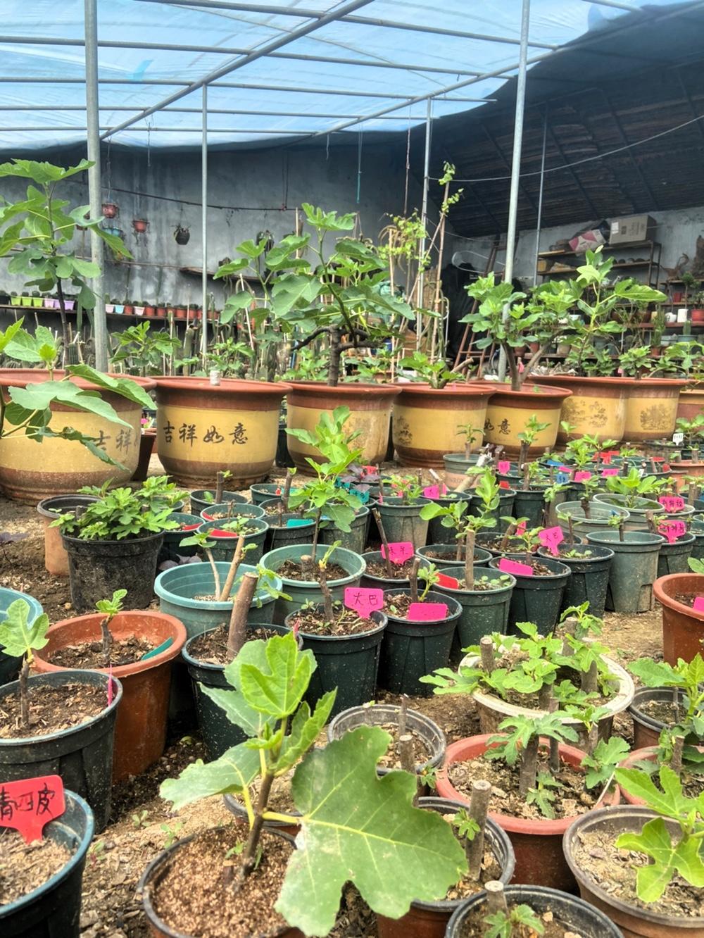 养无花果得选对品种，我在北方，要选耐寒早熟的品种。养护方式也有讲究，我空间有限选