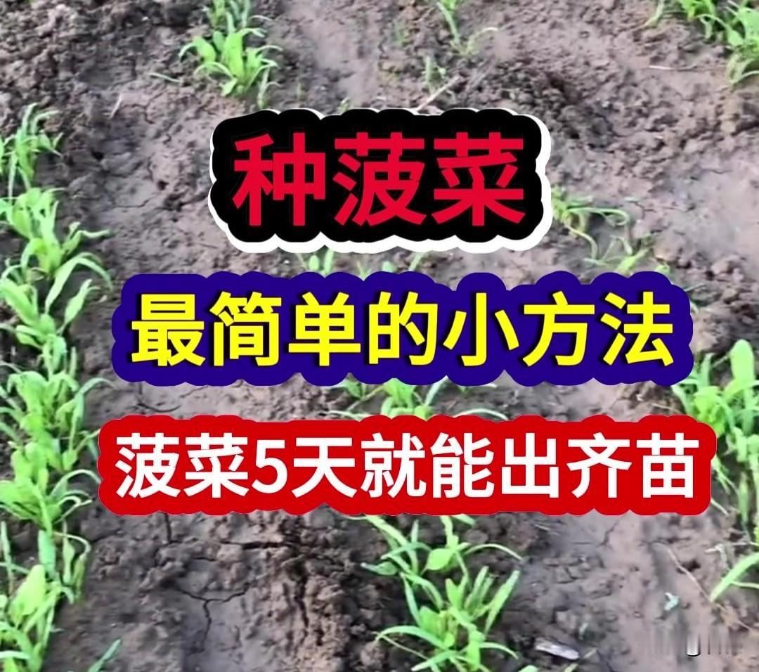 菠菜这种方法，5天就能出齐苗不少菜友种菠菜，常常出苗稀稀拉拉，缺苗断垄。想