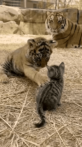小老虎看到猫咪，好像看到了一个缩小版的自己，感到非常亲密。小猫咪看到小老虎也想见