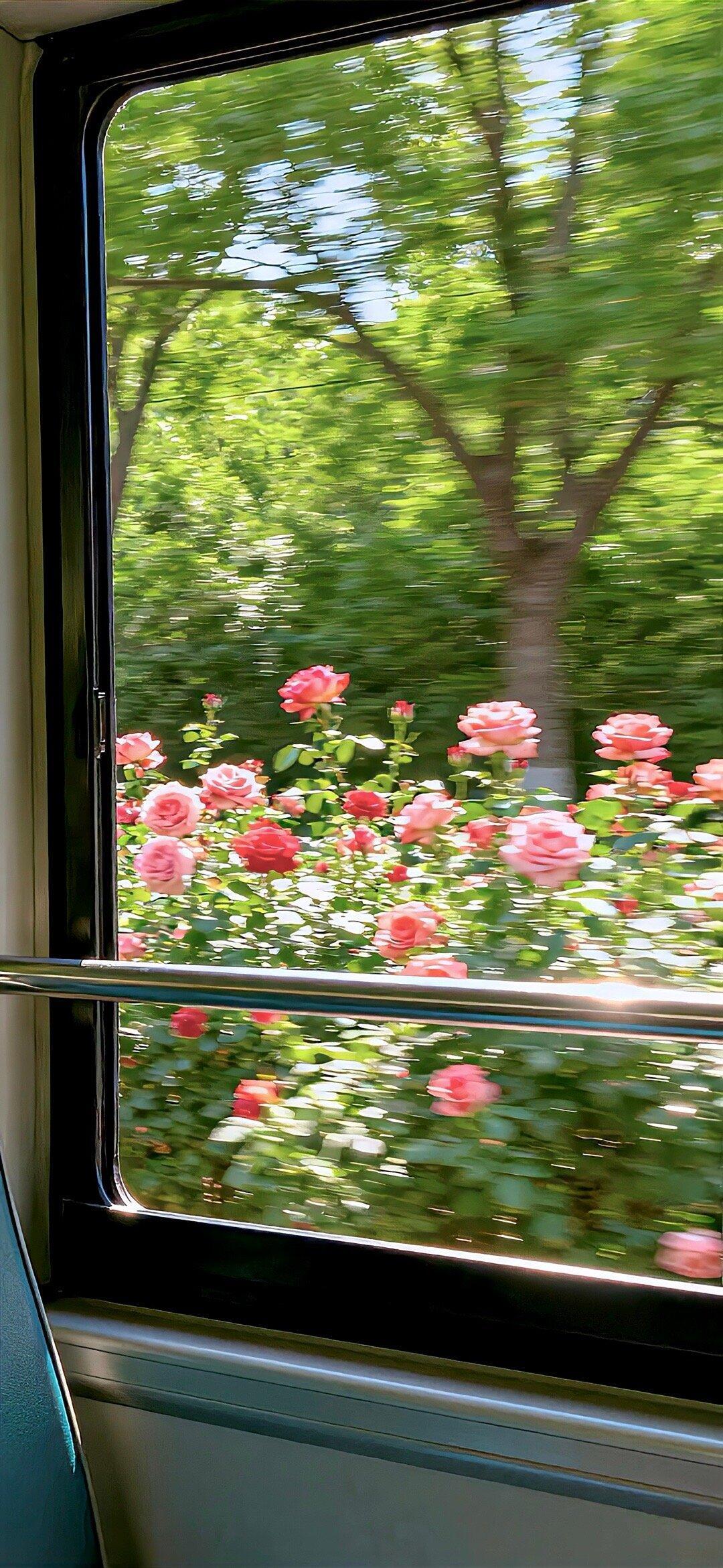 丰富一下手机壁纸吧‪.ᐟ‪.ᐟ