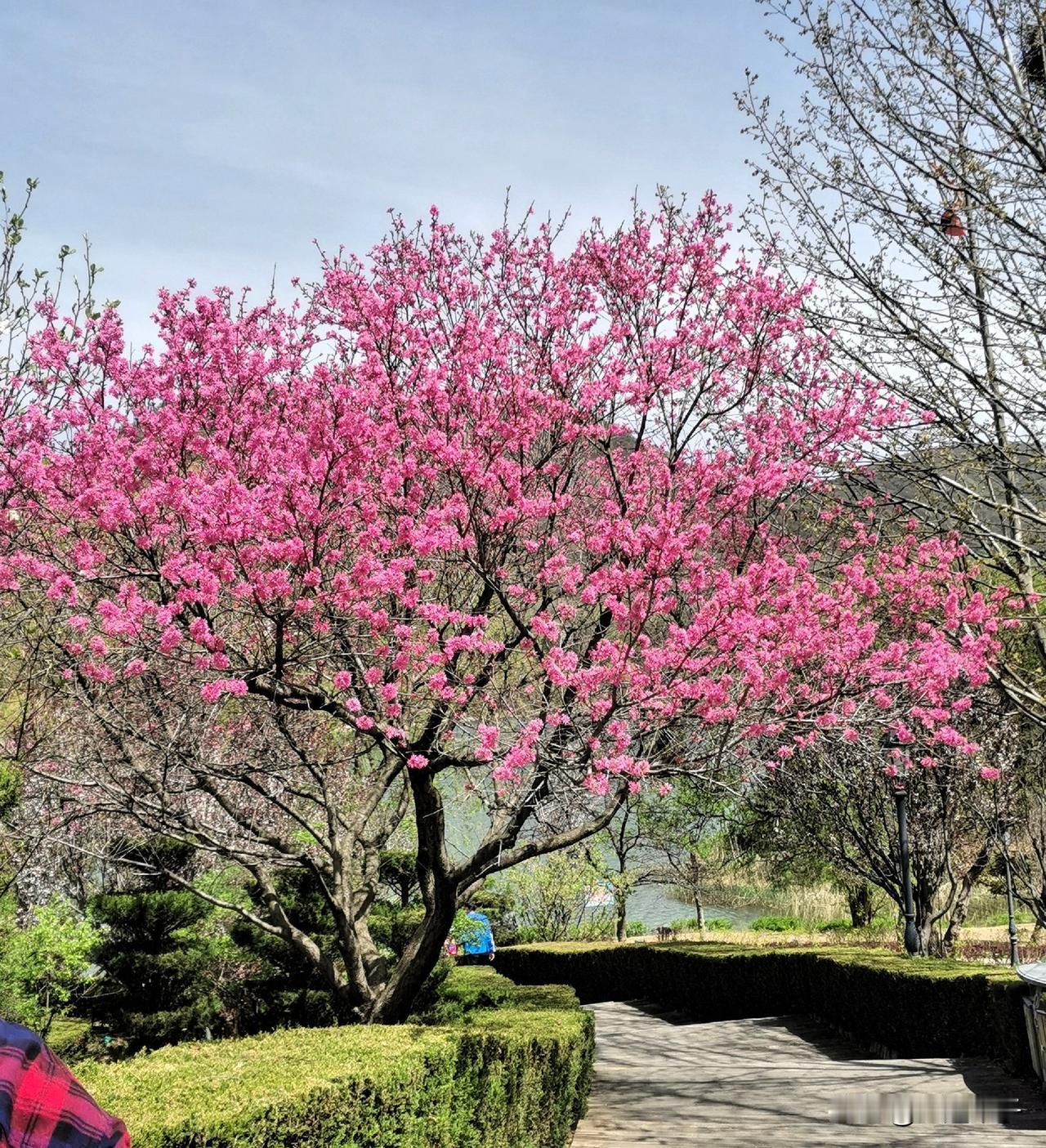 2.5元，我从大连东头来到西头！昨天早上8点多，在一起工作30多年的工