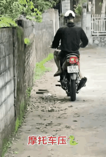 有没有人跟我一样的，看见蛇都要绕道走[捂脸哭]