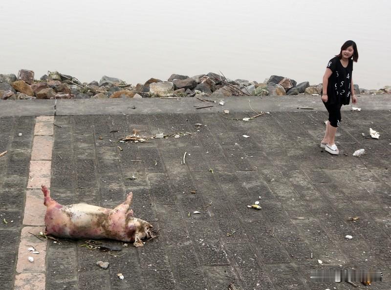 近日,广东罗定一家肉联公司门口堆满死猪,有人举报后,相关部门迅速到场处理,确保死