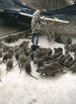 这是什么物种，个头大又不像是老鼠。