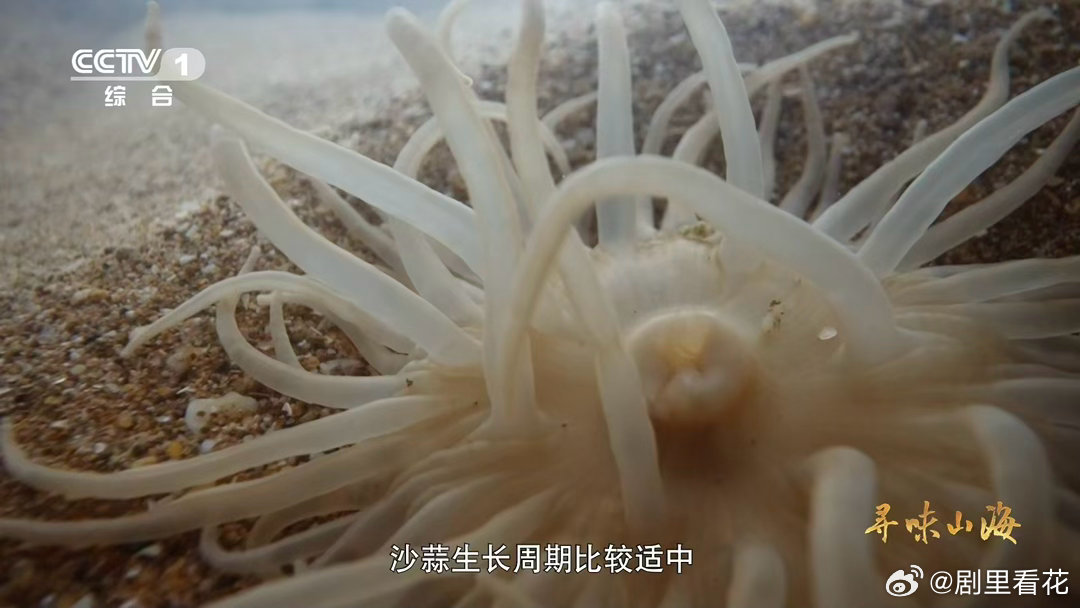 沙蒜不是蒜是海鲜浙江沙蒜实为海葵！肉质厚实糯中带脆，滩涂的馈赠太鲜美了💦