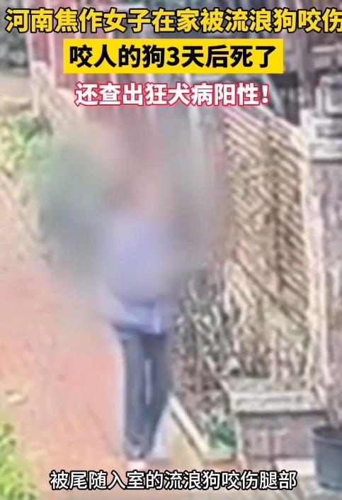 惊险！家门没关严，流浪狗闯进来咬了人，3天后狗死了…近日，河南焦作这位大姐