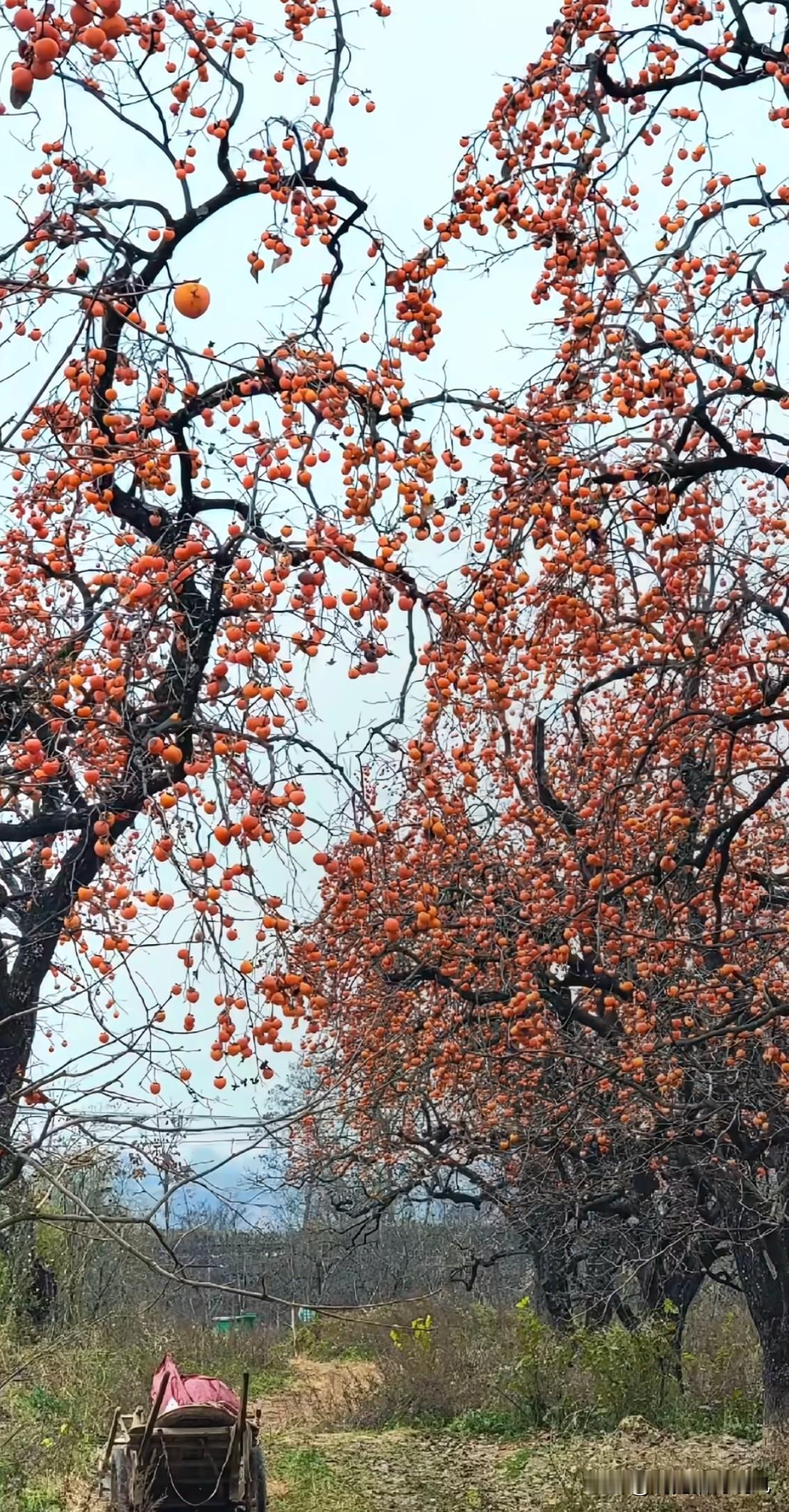 我觉得生命的本质，从来不是活成完美的模样，而是一场充满烟火气的体验。从呱呱坠地的