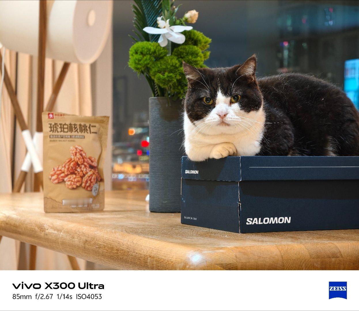 和我的猫猫说再见，两周后见。爸爸又要去欧洲打工了，想你们俩。