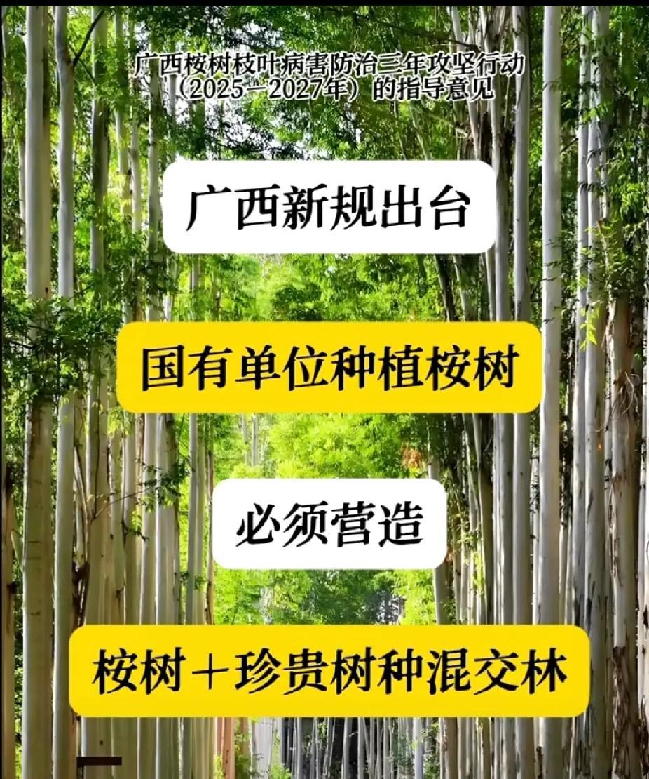 广西开始优化桉树种植了。桉树还可以种，但不能一大片都是纯桉树，要混合其他品种的树