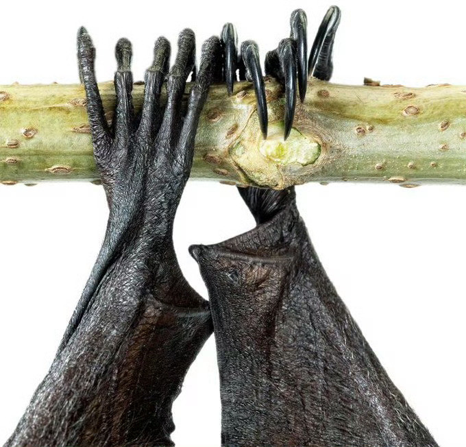 传染尼帕病毒的生枣椰汁是什么¹就是果蝠，唾液、尿液、血液污染生枣椰汁导致病毒传