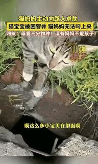 母爱不分物种，一只流浪猫妈妈带着孩子们在公园玩耍时，几只小猫不慎掉进一个下水井里