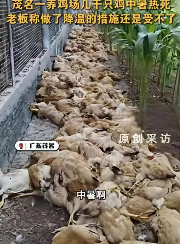 几千只鸡，一个下午全倒在了鸡舍里——这不是段子，是5月29日广东茂名一家养鸡场的