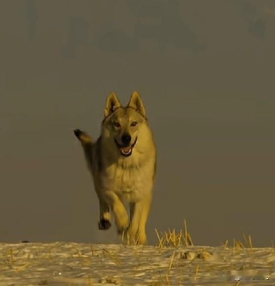 时隔七年之后，李微漪来到草模仿狼嚎呼唤格林时，当上狼王的格林兴奋地奔向李微漪，它